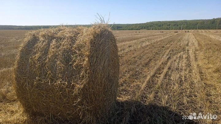 Солома ржаная