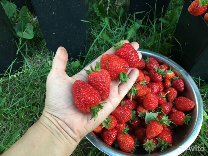 Рассада клубники Азия, Альбион, Купчиха