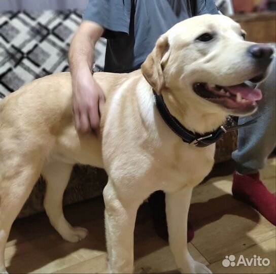 Случка лабрадор