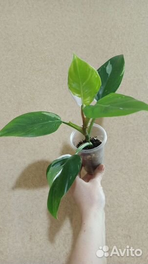 Филодендрон белая принцесса