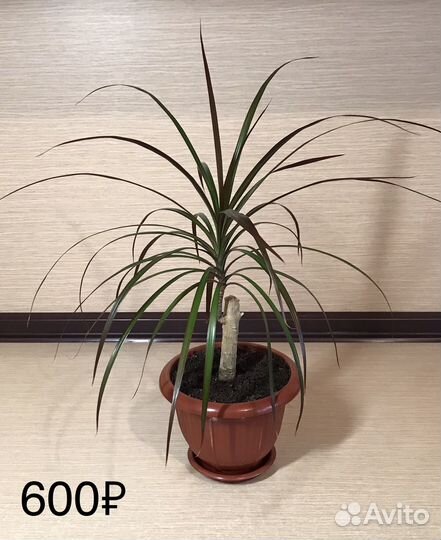 Драцена Marginata