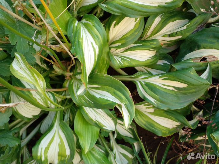 Хоста сортовая