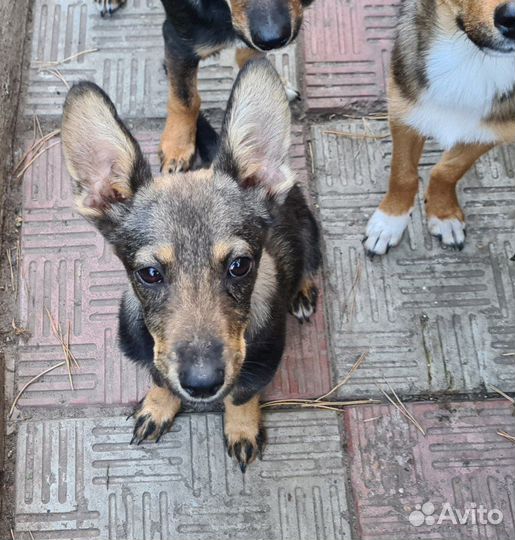 Щенки в добрые руки