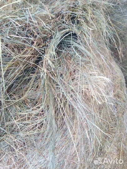 Сено с поля