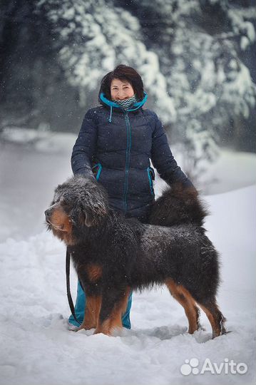 Тибетский мастиф вязка щенки