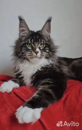 Котята мейн-кун