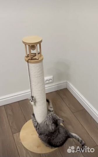 Когтеточка