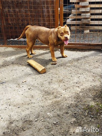 Щенки булли