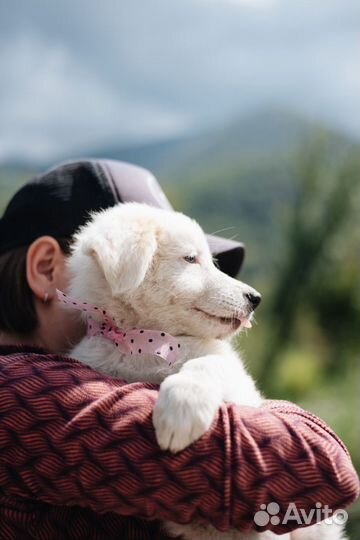 Белый щенок в добрые руки