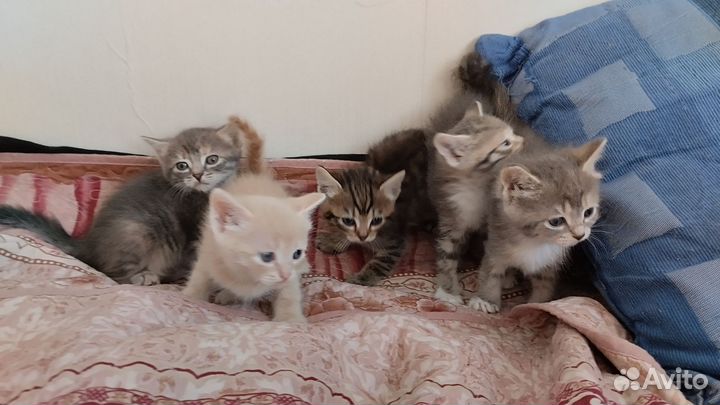 Котята Балинезийские