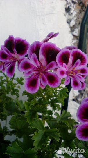 Ангелы(пеларгония)