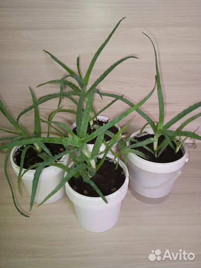 Комнатные растения (цветы) для дома и офиса