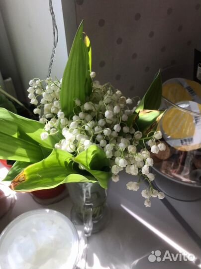 Ландыши рассада