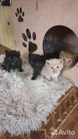 Котята в добрые руки