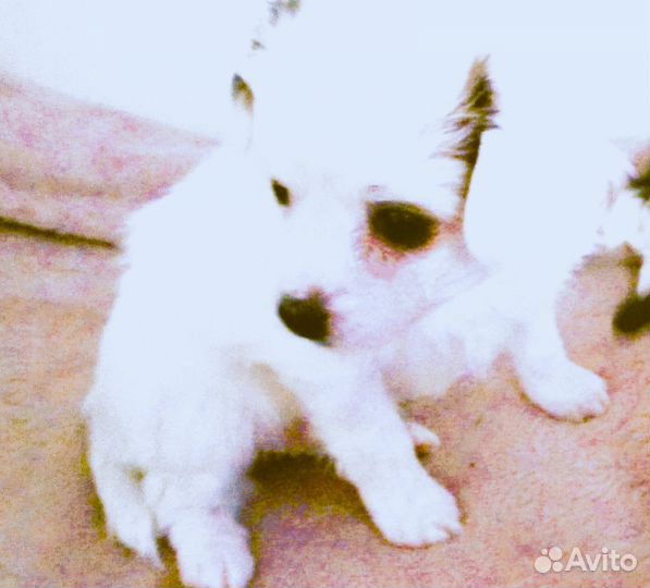 Щенок папийона девочка