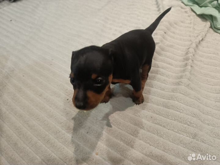 Цвергпинчер девочка