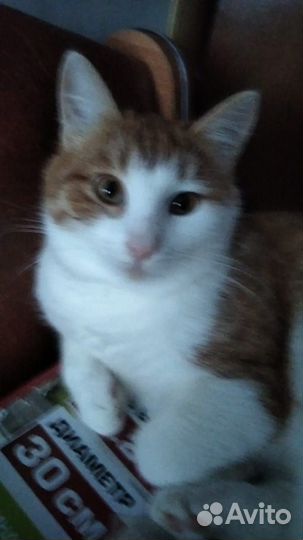 Отдам котяток в добрые руки