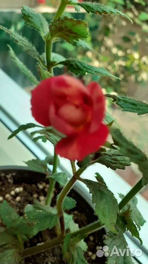 Ахименессы