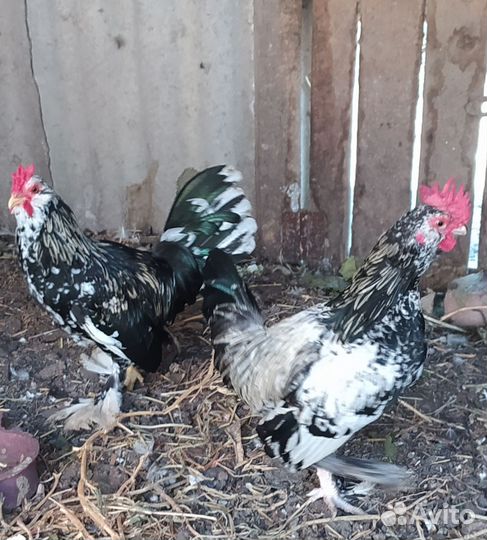 Петух карликовый