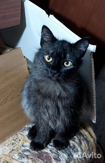 Молодая кошечка Полночь в добрые руки