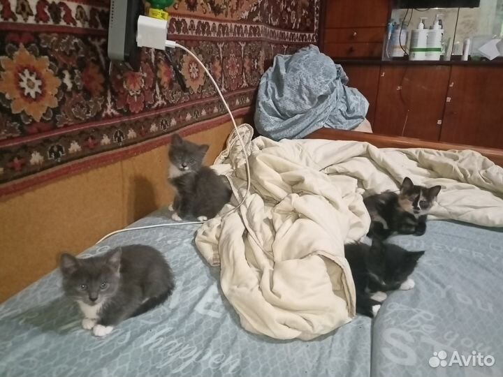 Котята