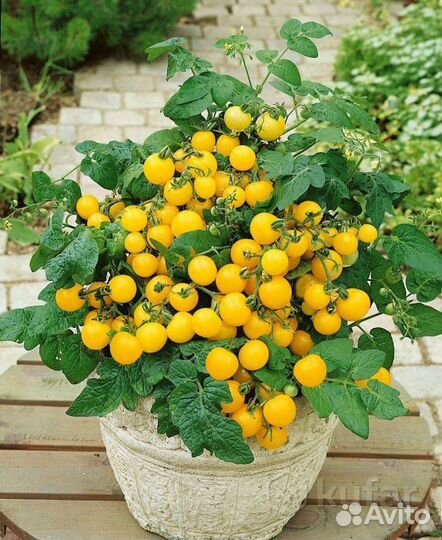 Комнатные цветы растение Томат комнатный Золотце