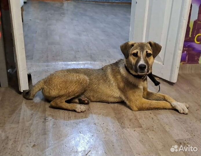 Молодой кобель