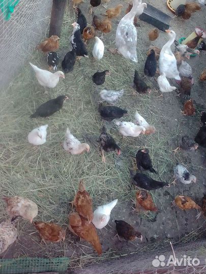 Цыплята подрощенные