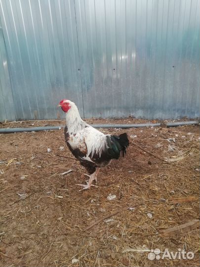 Молодые петухи