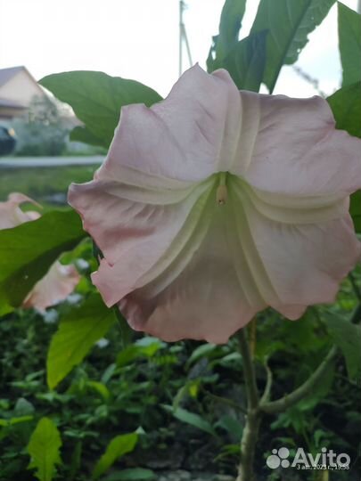 Бругмансия (Brugmansia)