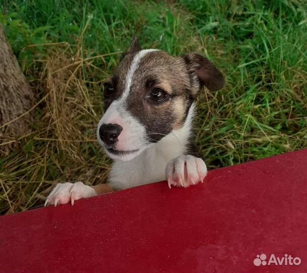 Метис Джек Рассел терьера