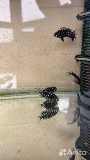 Трофеус, малек