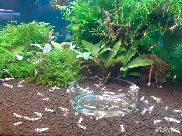 Креветки красный кристалл, неокаридины