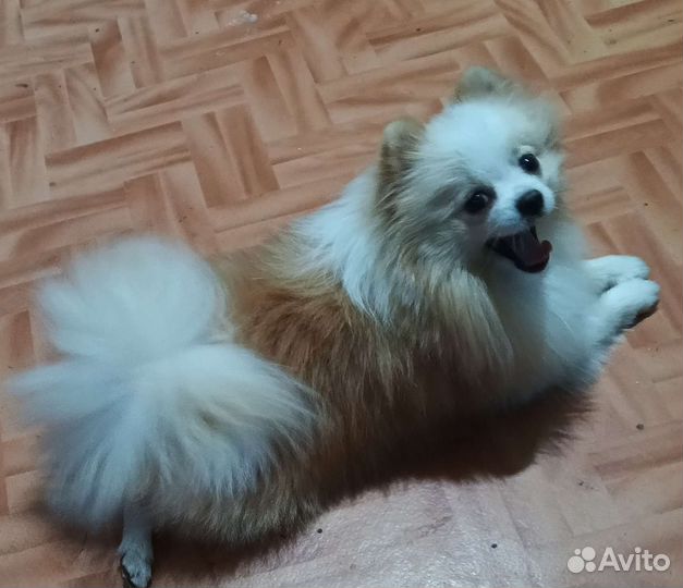 Померанский шпиц вязка