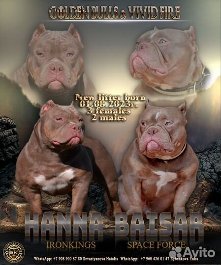 Американский булли