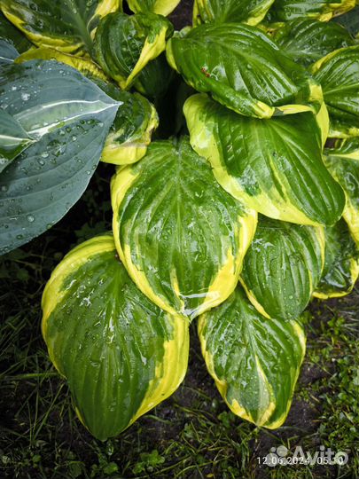 Хосты разные