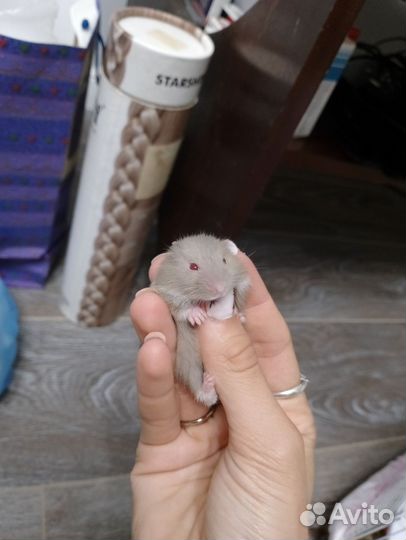 Хомячки джунгарики