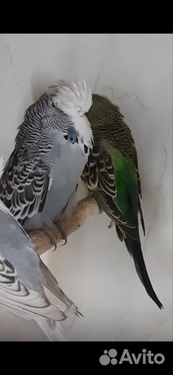 Попугай ввп чехи