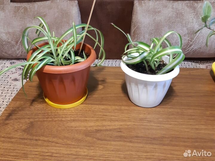 Хлорофитум кудрявый