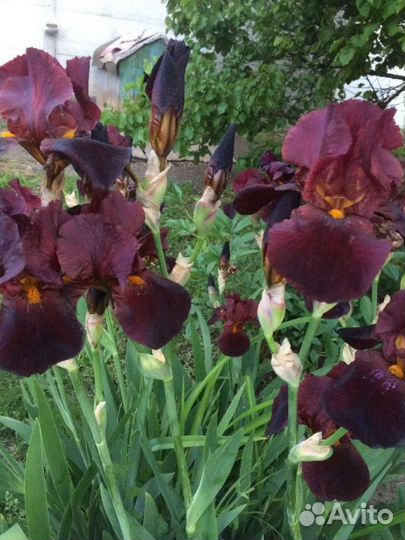 Ирис сортовой/Бруннера