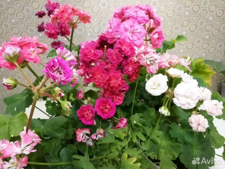 Пеларгонии сортовые