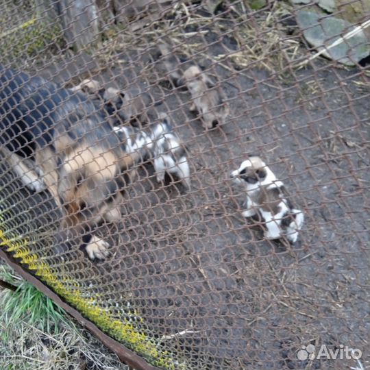 Домашние животные собаки щенки бесплатно
