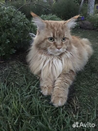 Кот. Вязка