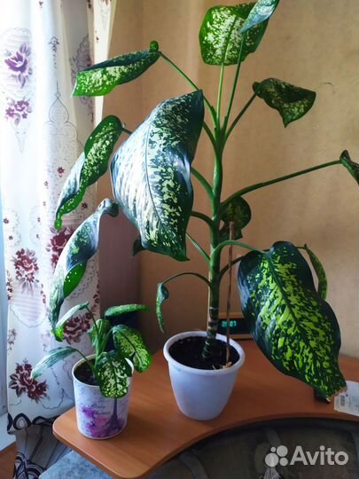 Диффенбахия