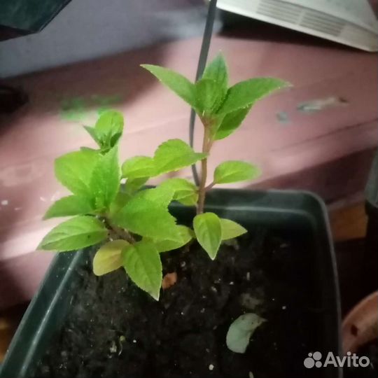 Гортензия саженцы, спирея