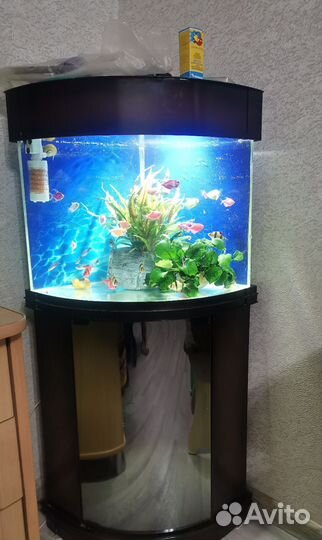 Угловой аквариум с тумбой и рыбками