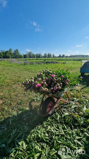 Свежие пионы