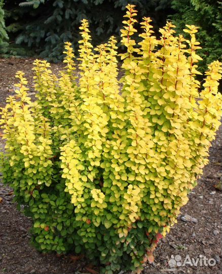 Барбарис Мария