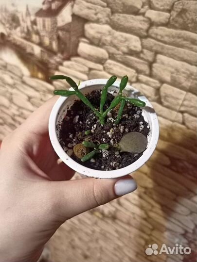 Суккуленты хатиора и толстянка