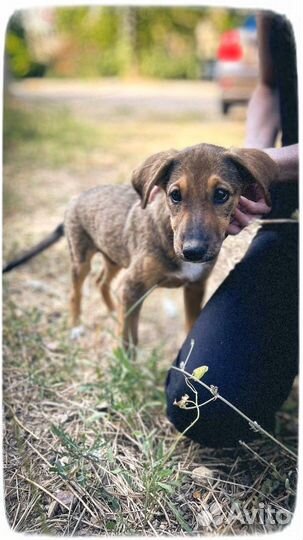 Подарите дом девочке-стерилизована. 5-6 мес